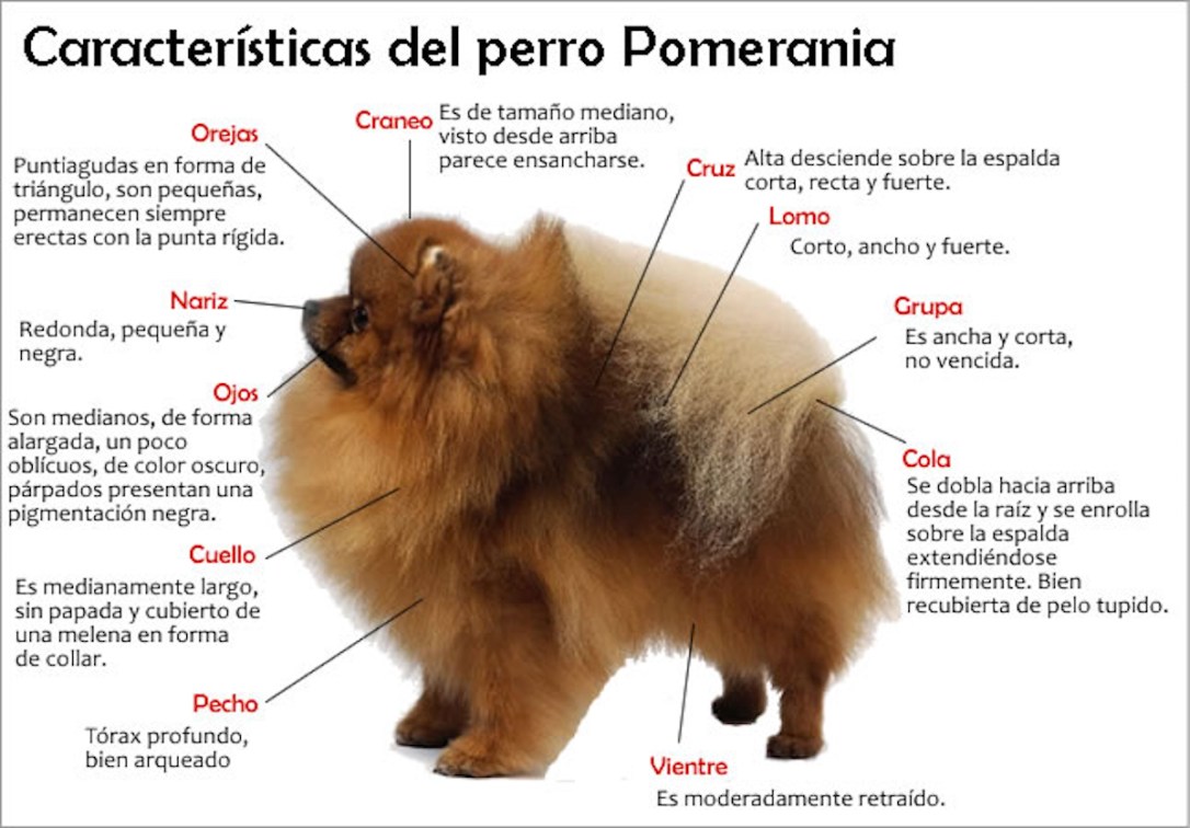 caracteristicas-pomerania.jpg
